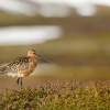 Brehous rudy - Limosa lapponica - Bar-tailed Godwit 7751